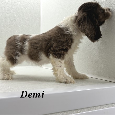 puppy, for, sale, Cocker Spaniel, Joe & Cherri  Overlease, dog, breeder, Miller, MO, dog-breeder, puppy-for-sale, forsale, nearby, find, puppyfind, locator, puppylocator, aca